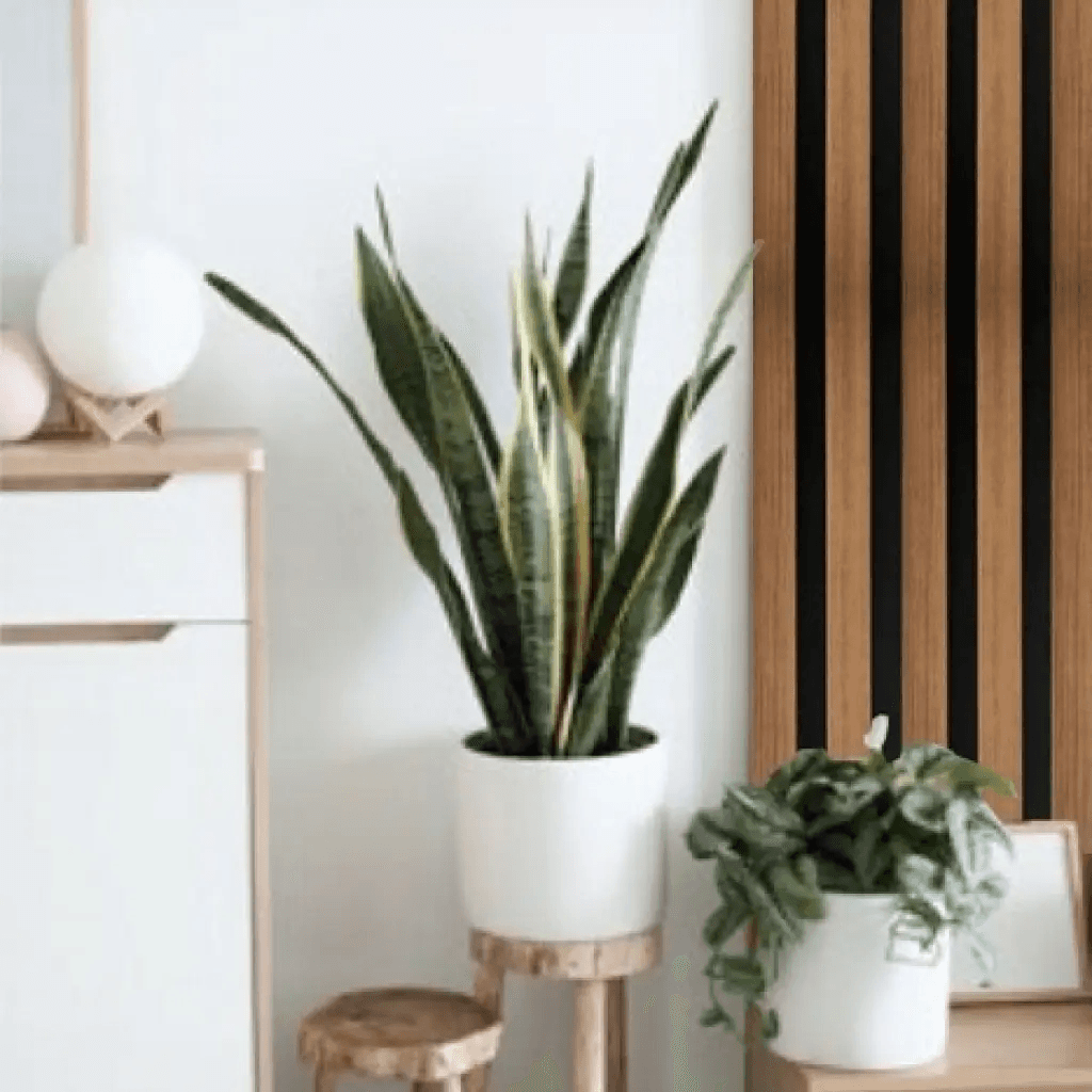 Lamele Akustyczne Listwa Dąb naturalny L 248B Teak Prawa , 120044203, AGT